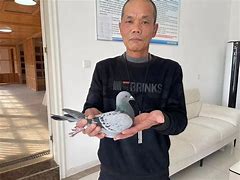 一个奇鸽苹果版一个奇鸽船电脑版